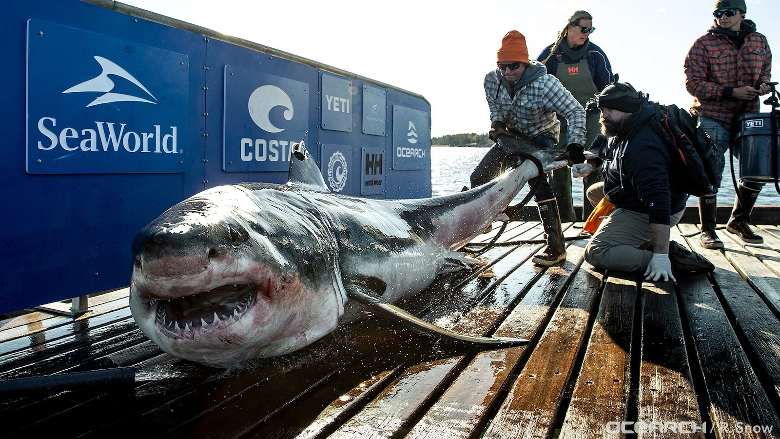 Are white sharks off Ireland's coast? American research group hopes to solve mystery