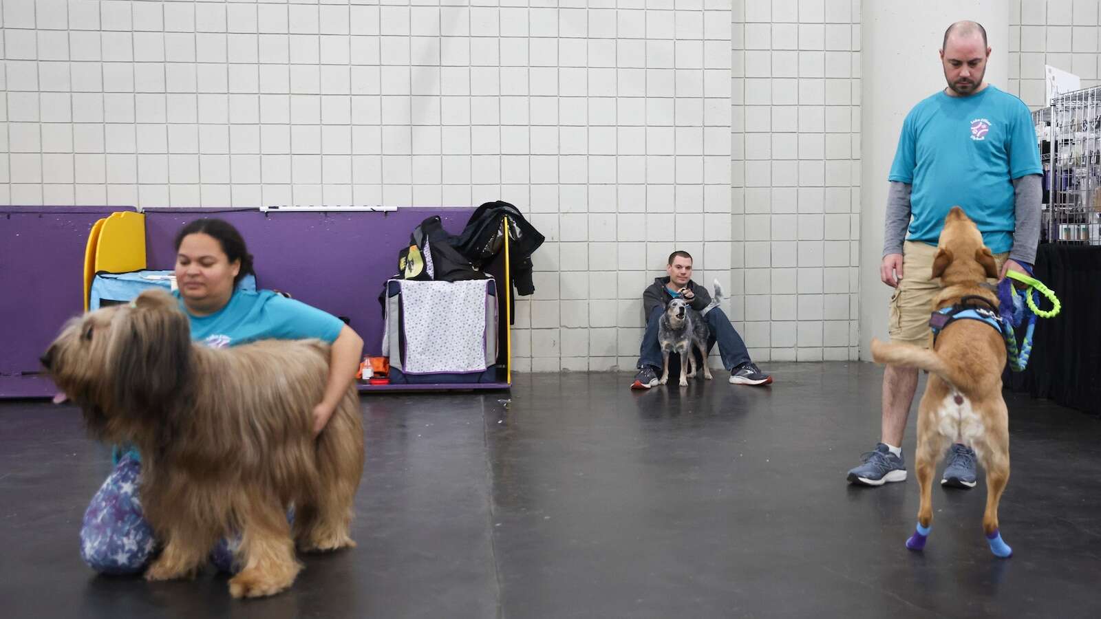 Call it the Dog Bowl. Westminster show's canine athletes get their piece of Super Bowl weekend