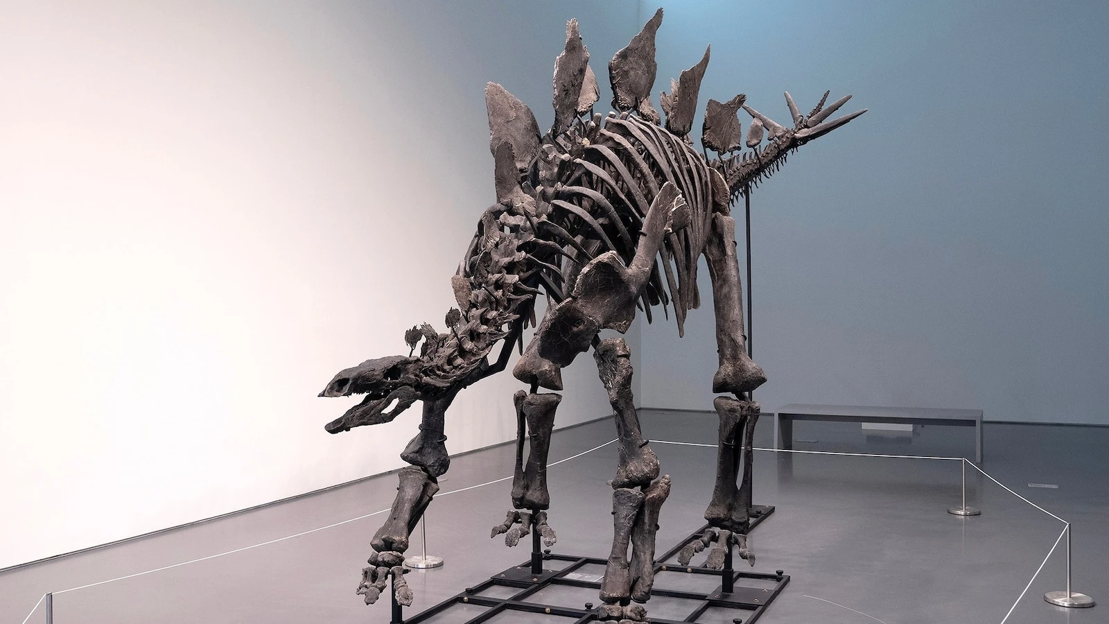 Should private buyers be able to own dinosaur fossils? Sale of 'Apex' renews debate