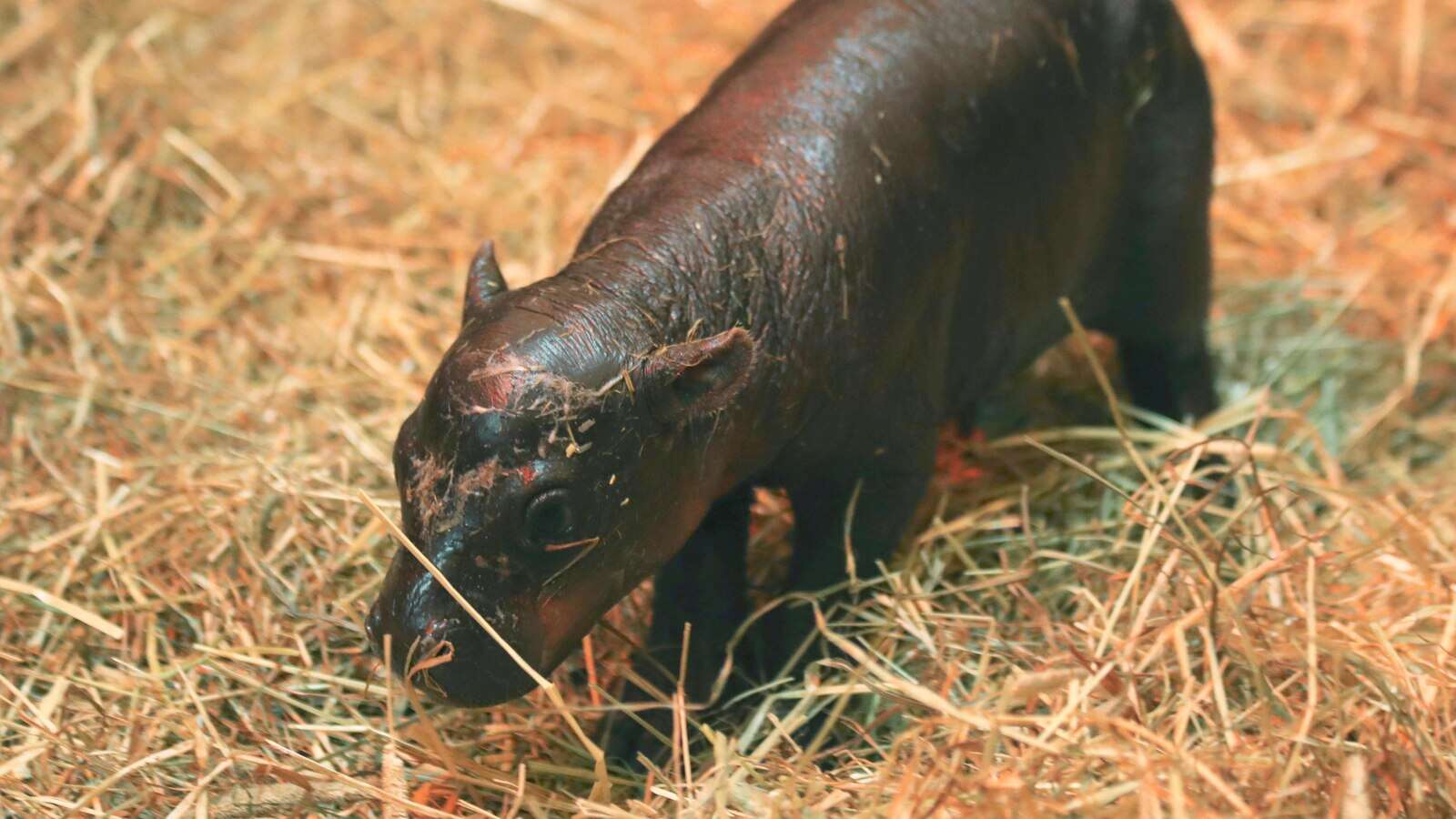 2 adorable pygmy hippos pitted against each other in cuteness contest