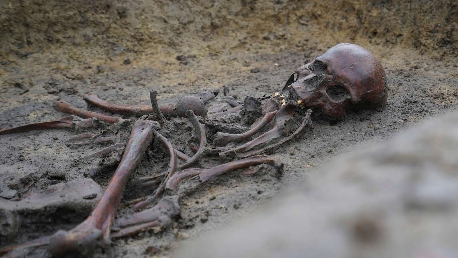 In Denmark, 50 well-preserved Viking Age skeletons have been unearthed, a rare discovery