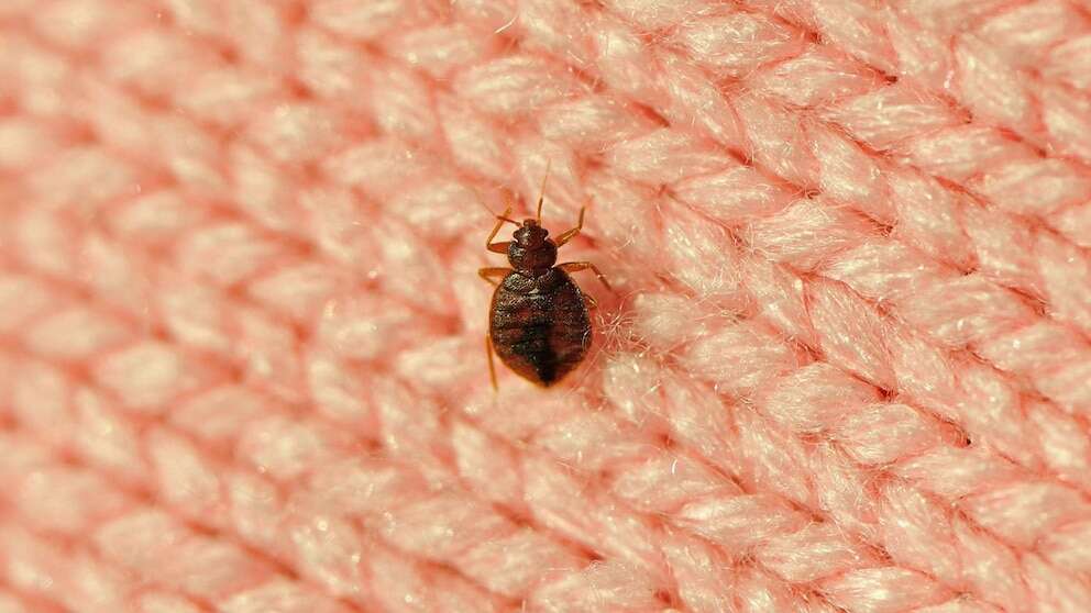 How travelers can avoid bedbugs, look for signs