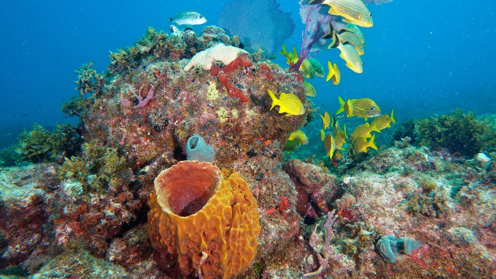 How Florida's planned coral 'baby boom' will help fortify its coastal reef system