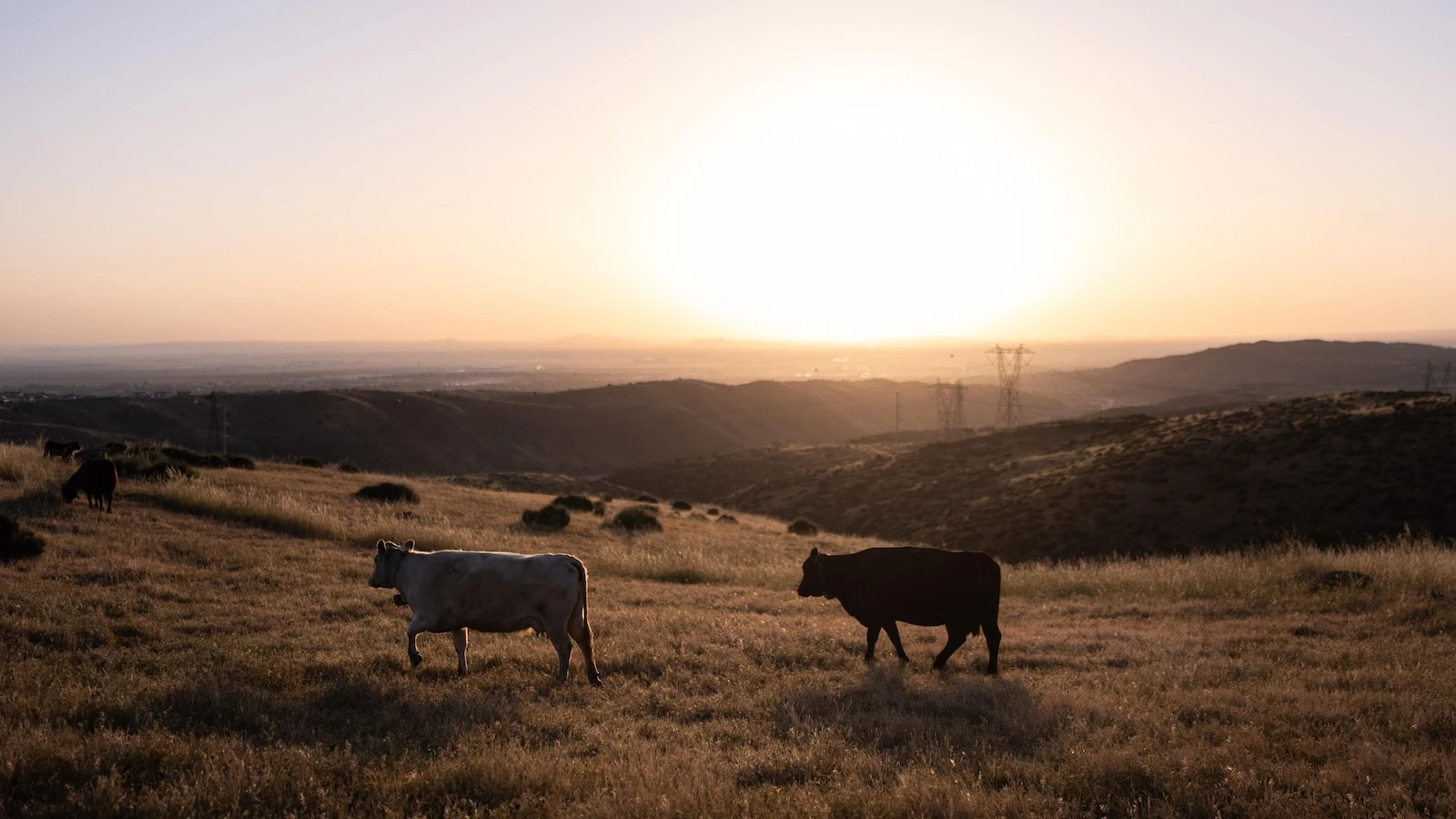 Could more cattle cause record beef prices to drop? Ranchers say it's not that simple