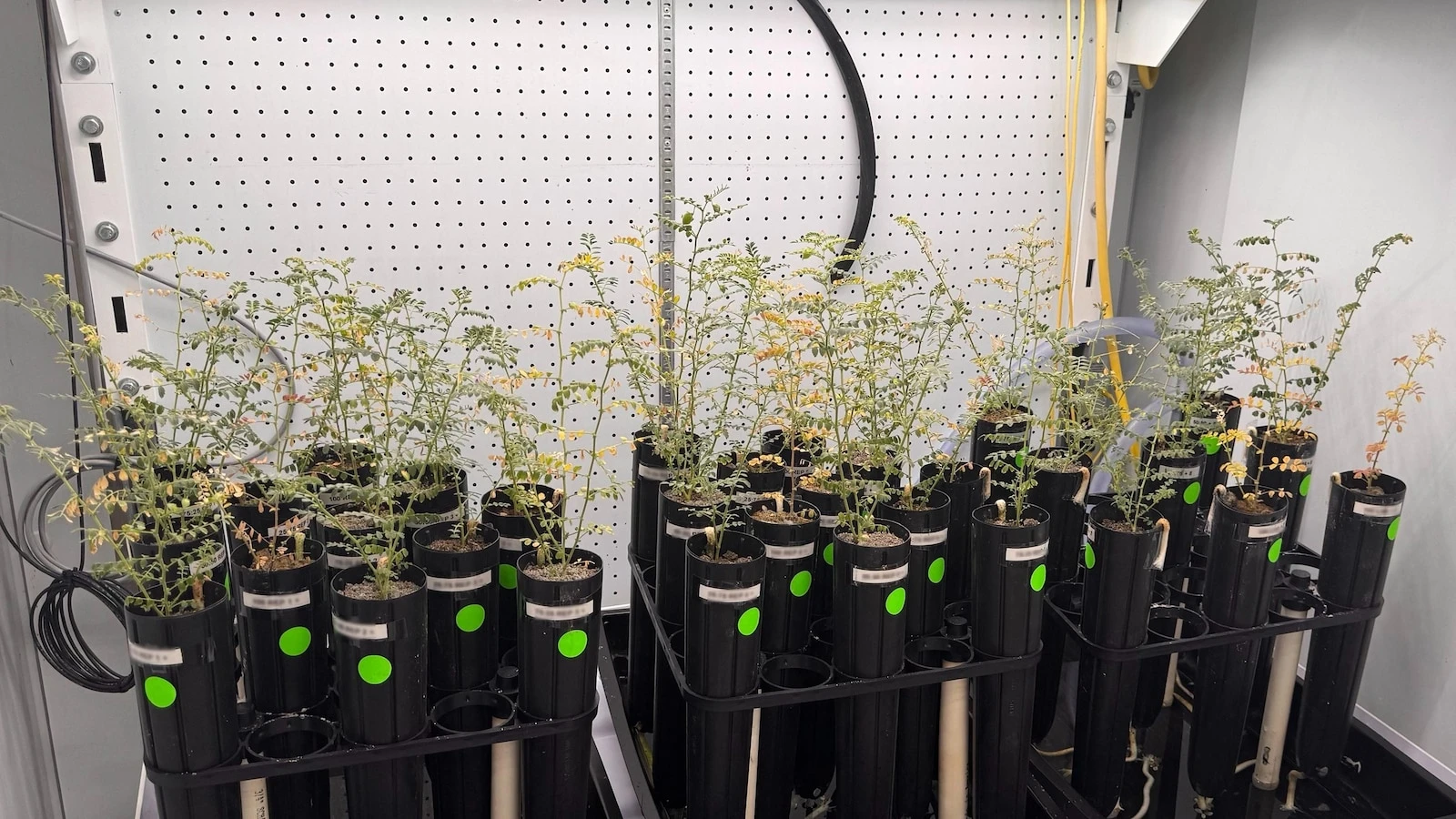 Chickpeas have successfully grown and been harvested in simulated moon dirt