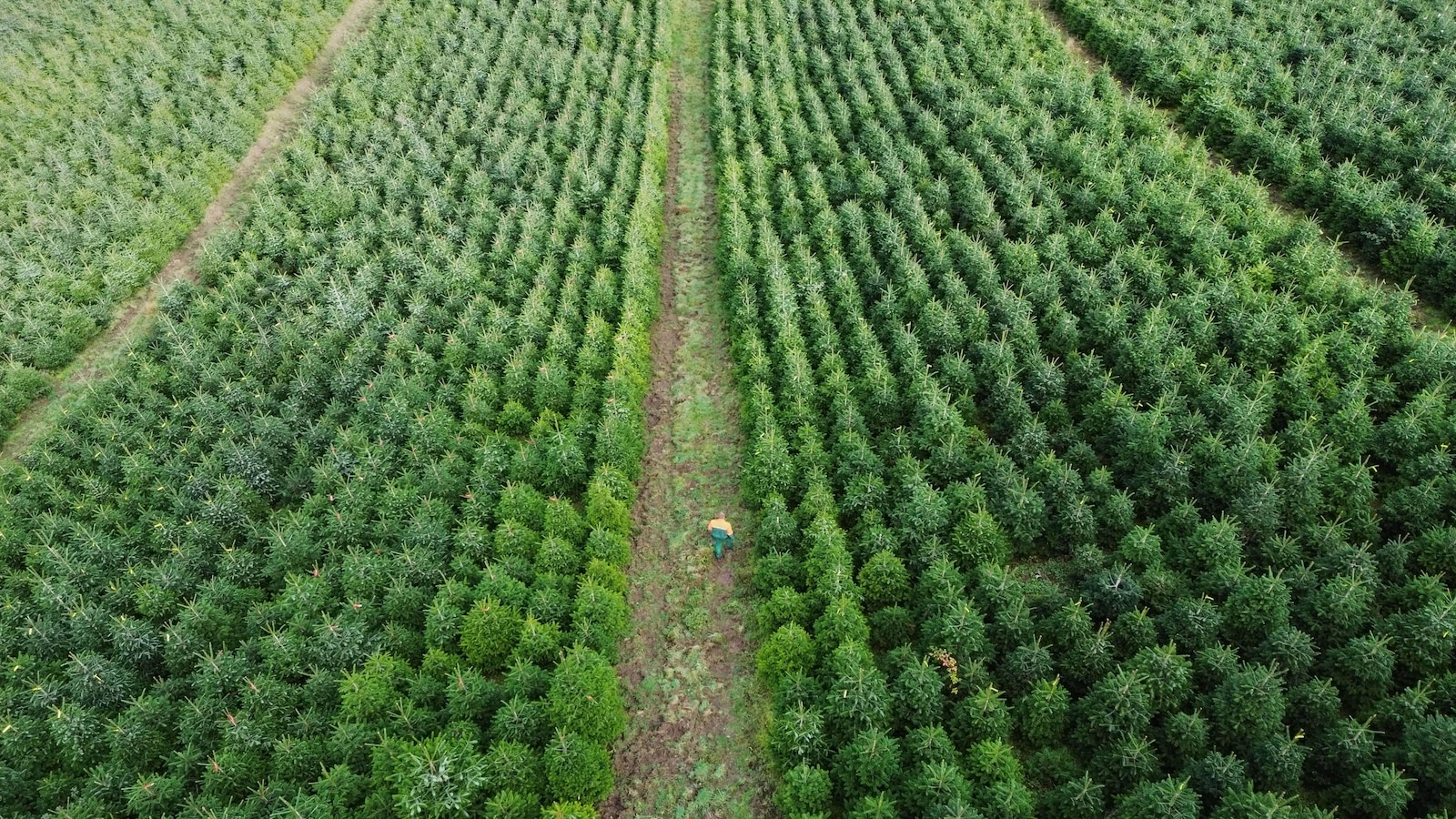 Christmas harvest begins in Germany, where some say decorating trees began