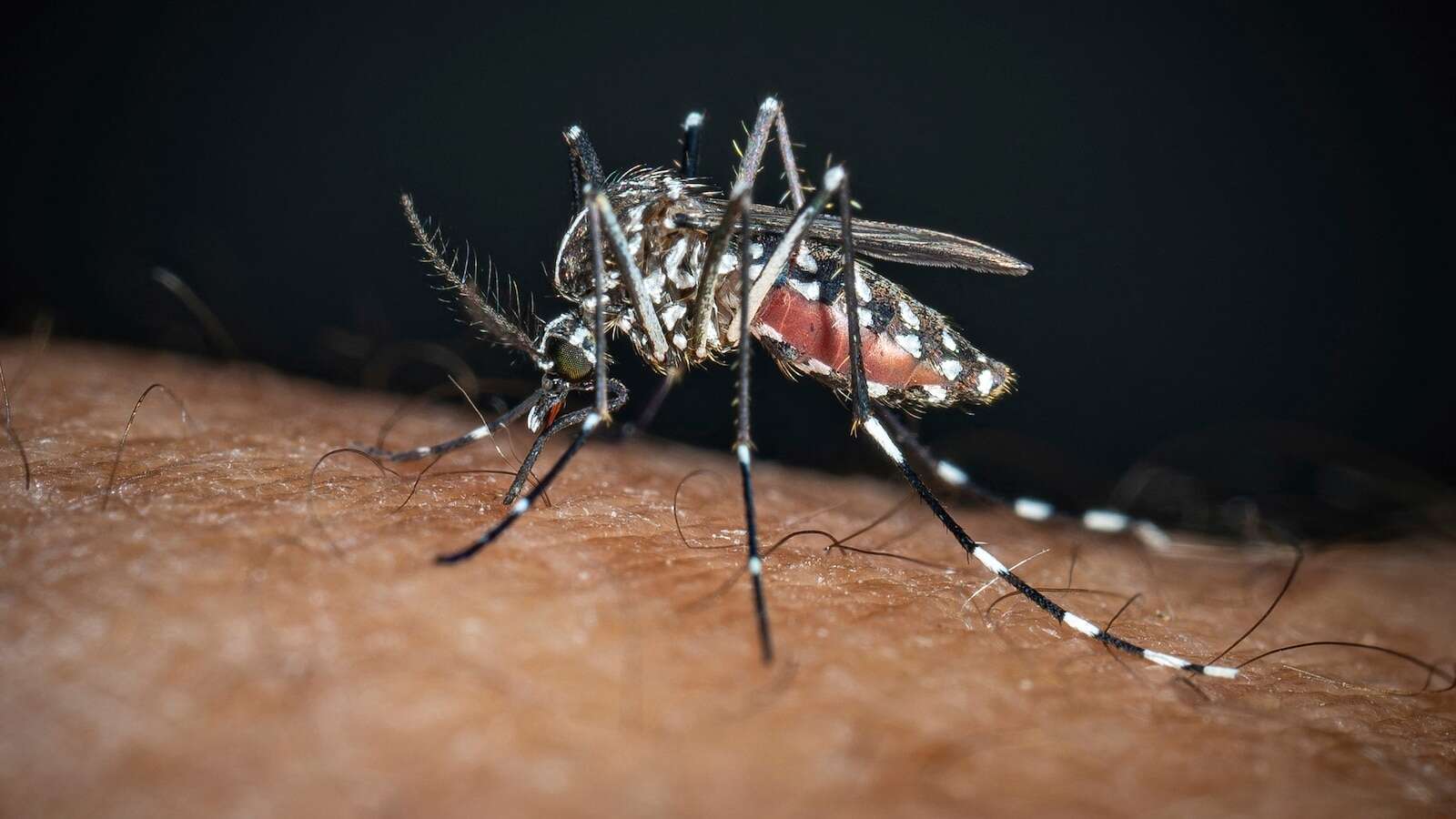 2 locally acquired dengue cases reported in this county as US total rises to 6,800