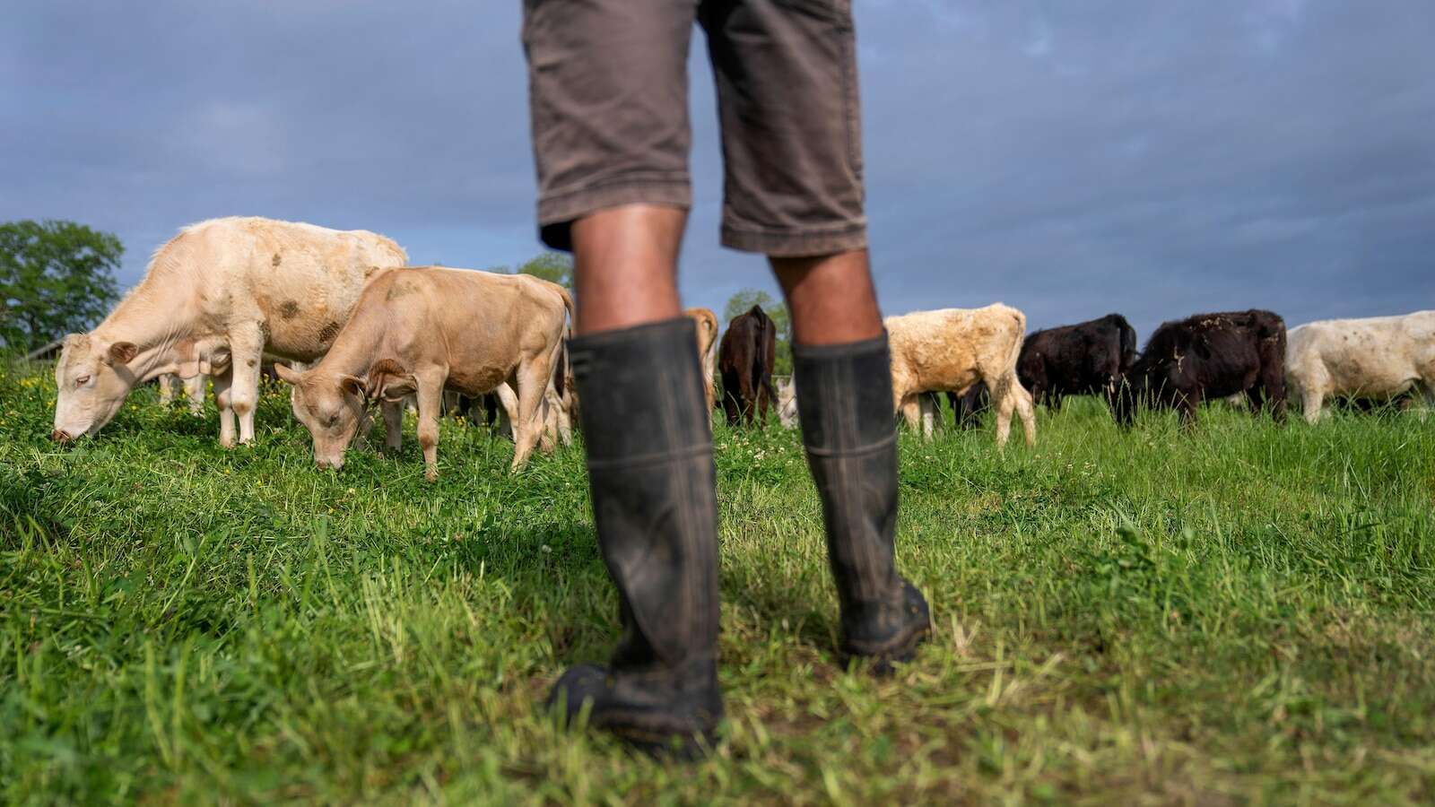 Does eating grass-fed beef help the planet? Research says not so simple