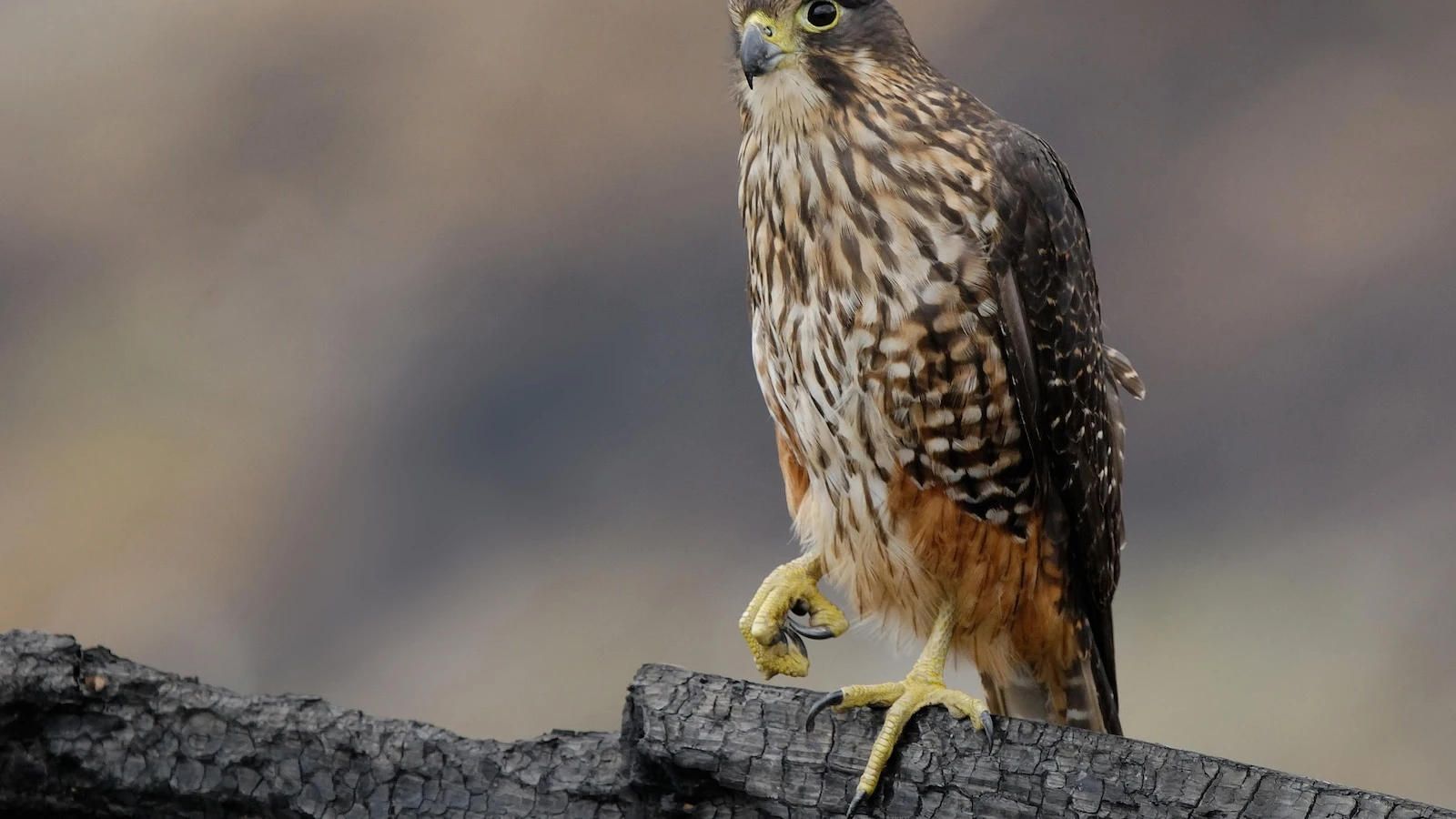 A raptor with no qualms about eating its opponents wins New Zealand's annual bird election