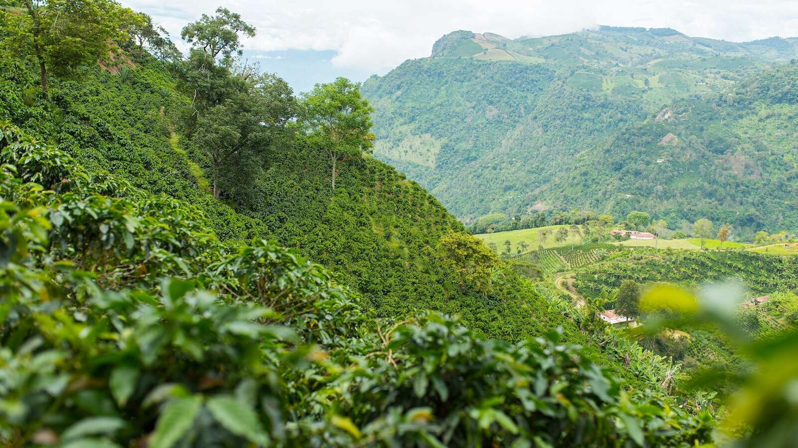 Climate woes contribute to slump in coffee supply as surge in demand raises pricesHere's what's driving up the cost of a fresh cup of Joe.9/19/2024 01:44:00 EDT