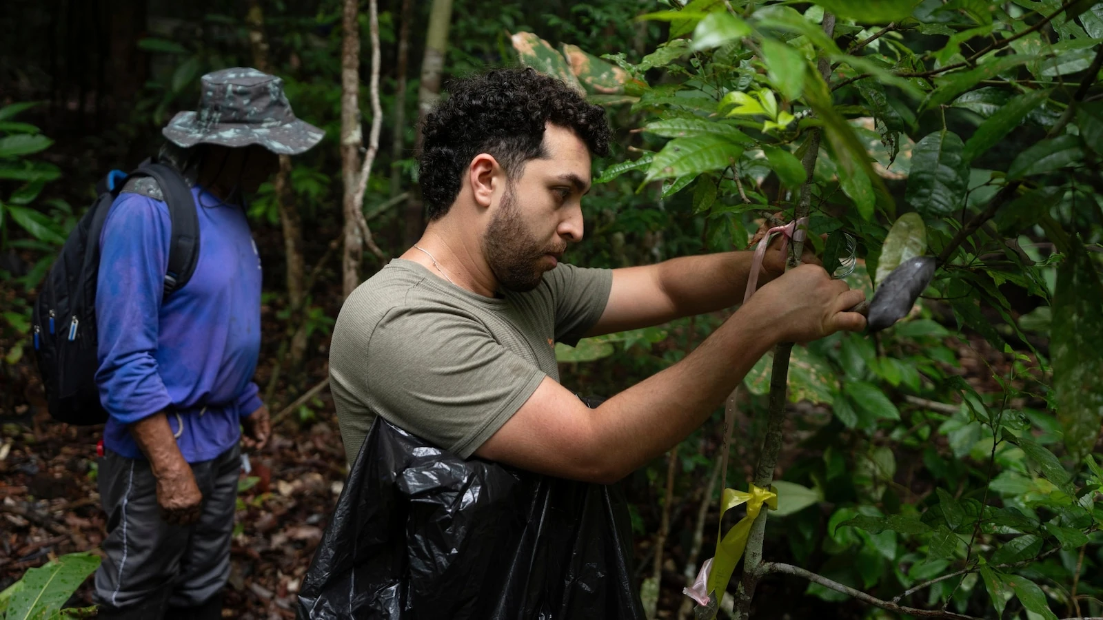 What would happen if the Amazon rainforest dried out? This decades-long experiment has some answers