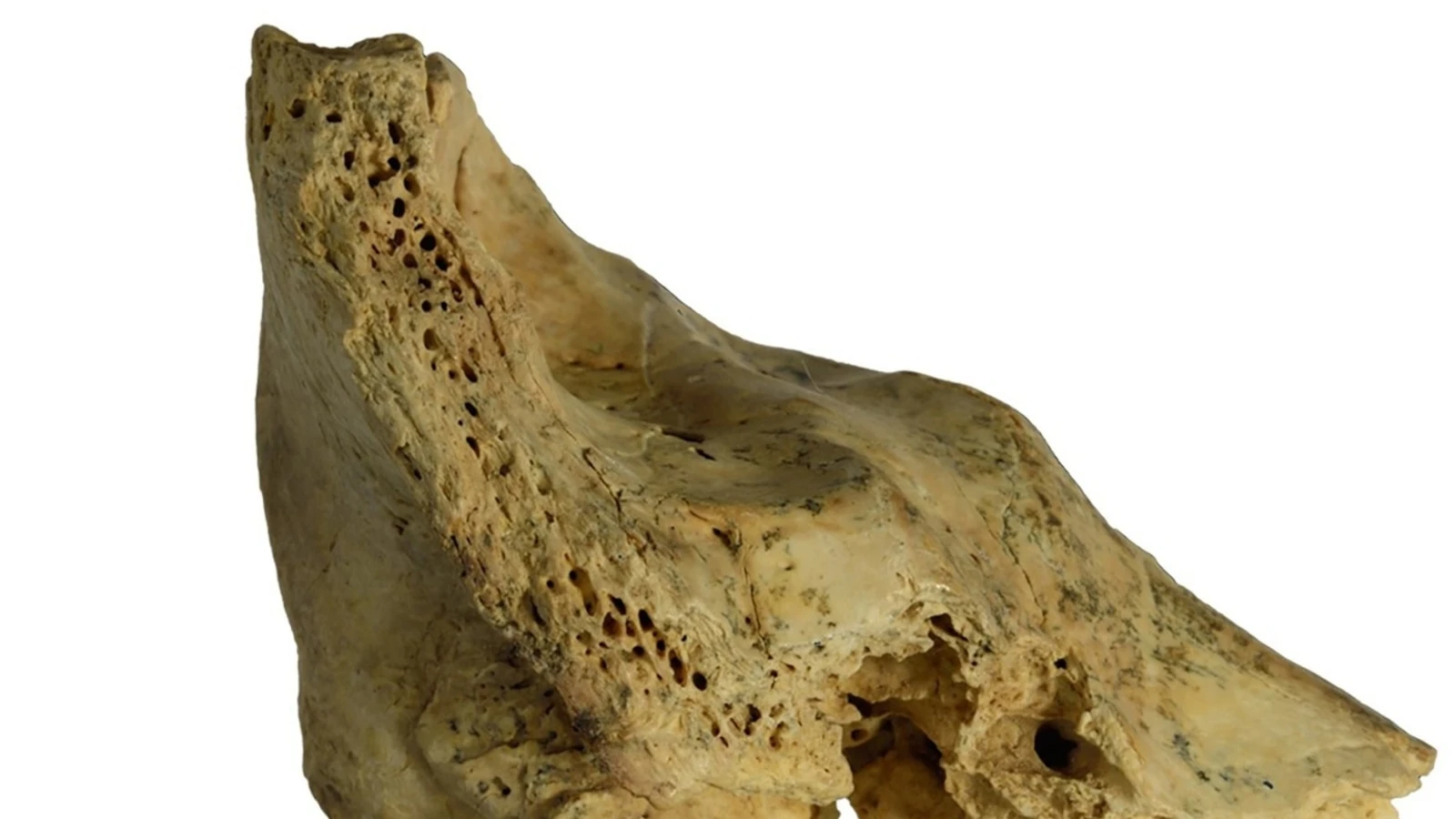 What scientists learned from a skull of a Neanderthal child with Down syndrome