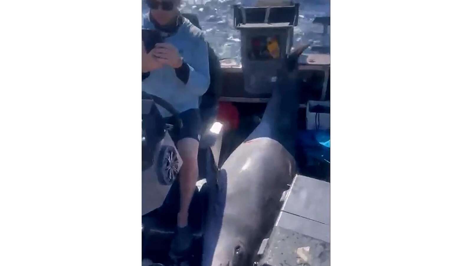 One moment, calm waters. The next, a 900-pound dolphin landed on their boat