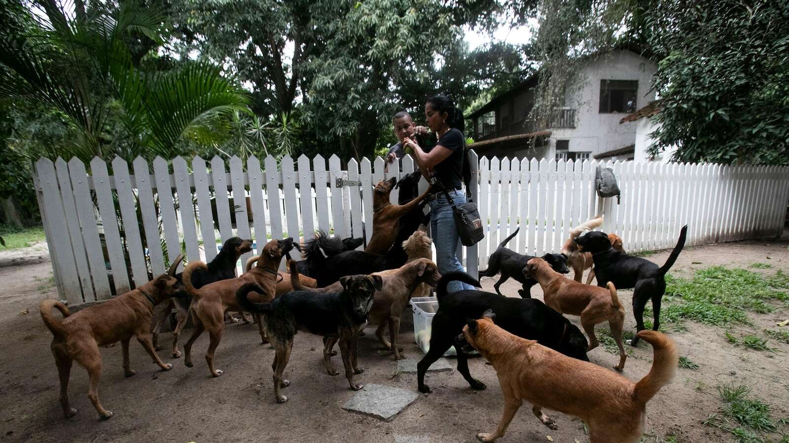 Forget soccer and samba. This caramel-colored street dog is Brazil's new national icon