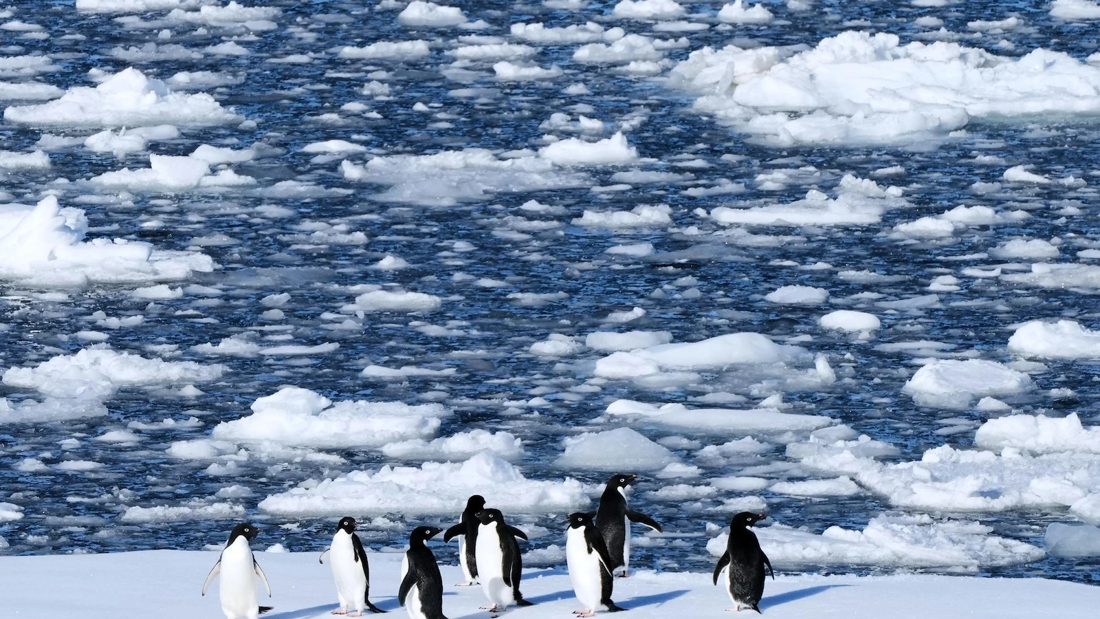 Researchers find Antarctic penguin breeding is heating up sooner, and that's a problem