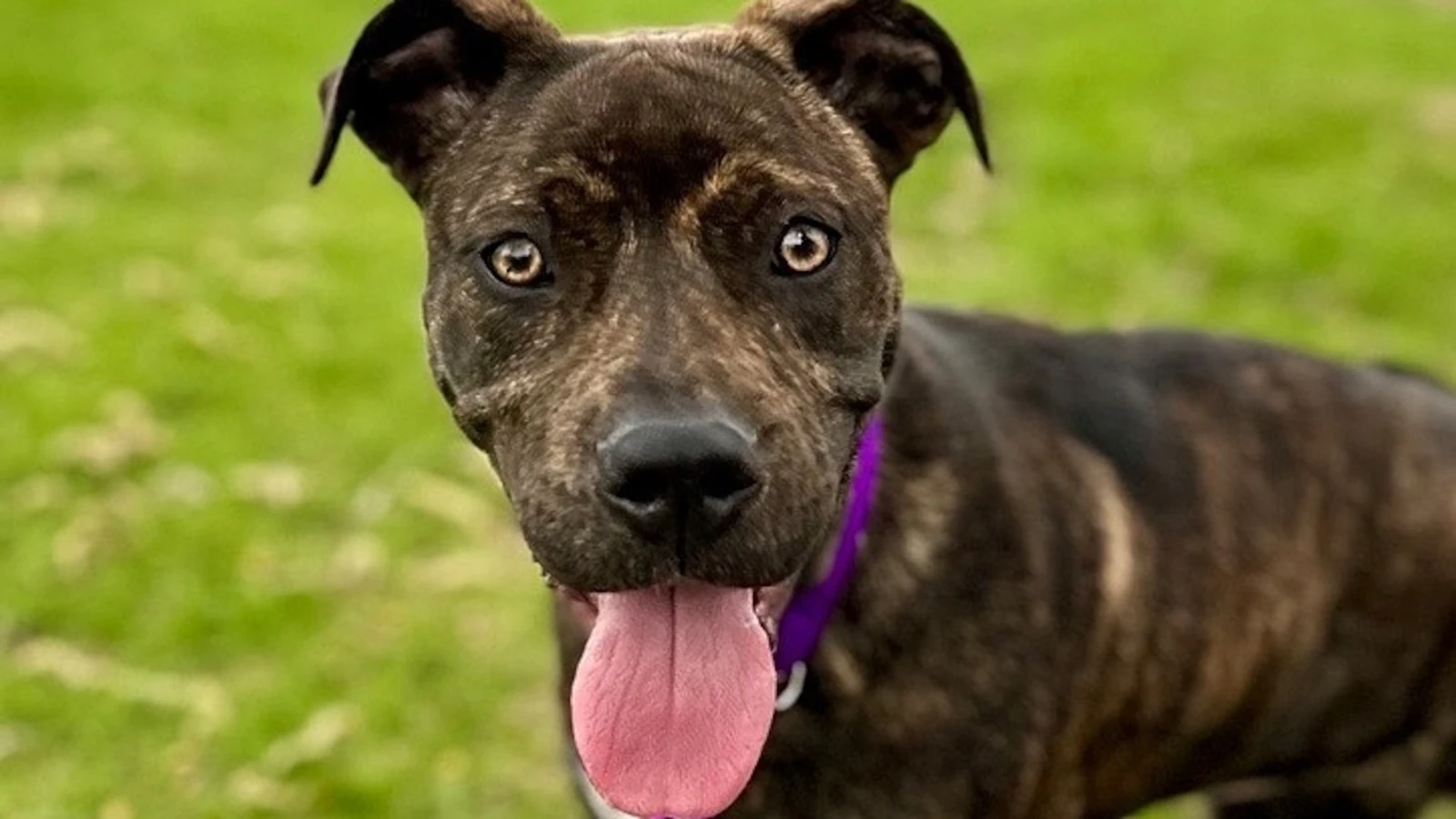 Meet Bella, the 5-legged dog up for adoption