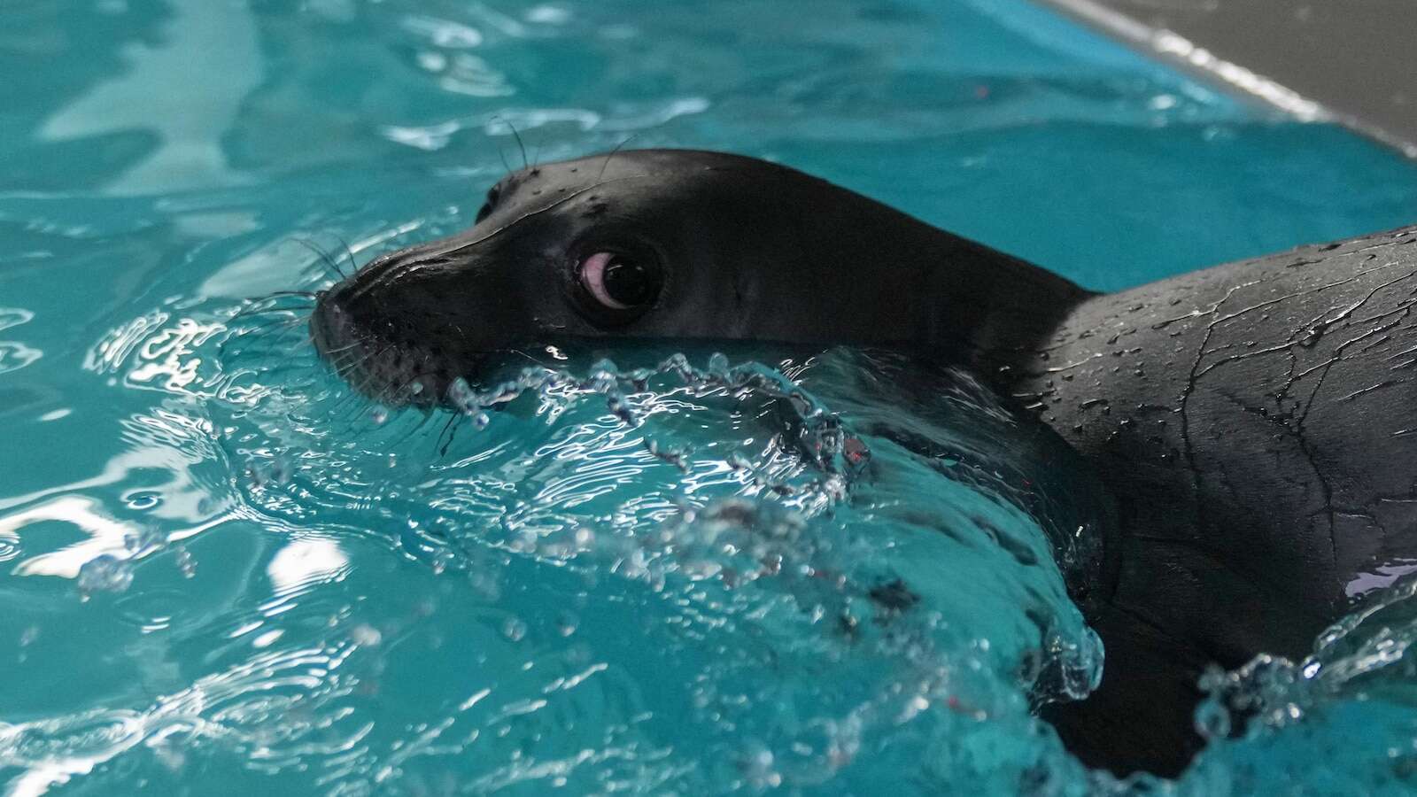 The cute whiskers are back on. Rare Mediterranean monk seals are cared for in a Greek rehab center