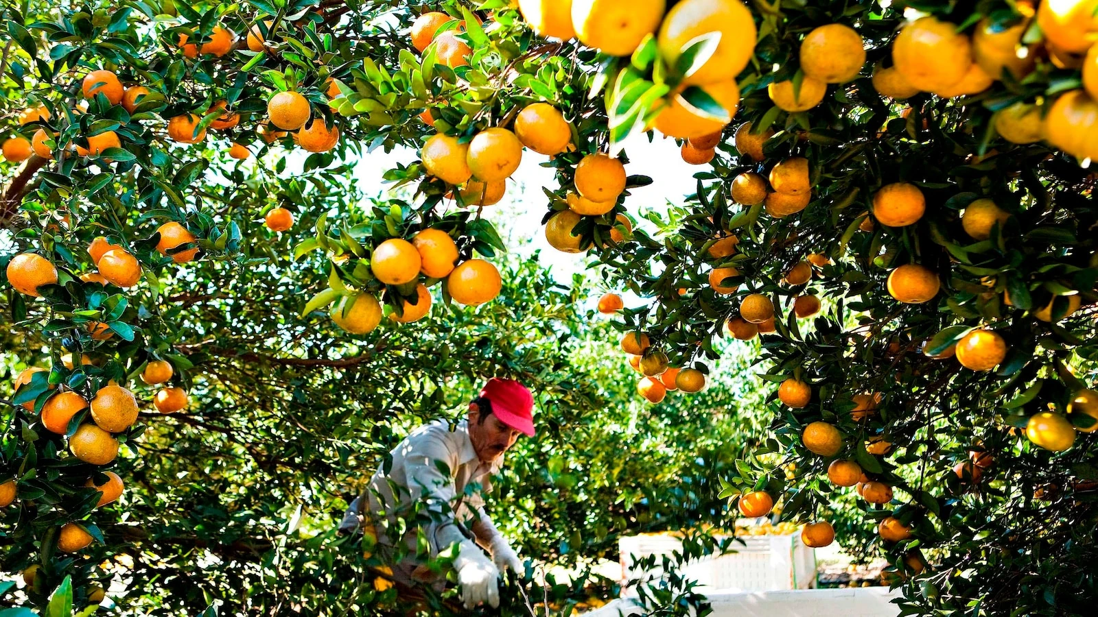 Orange shortages send juice prices soaring, prompt possible changesThe staple breakfast beverage could be impacted by low crop yield. 5/31/2024 02:42:36 EDT