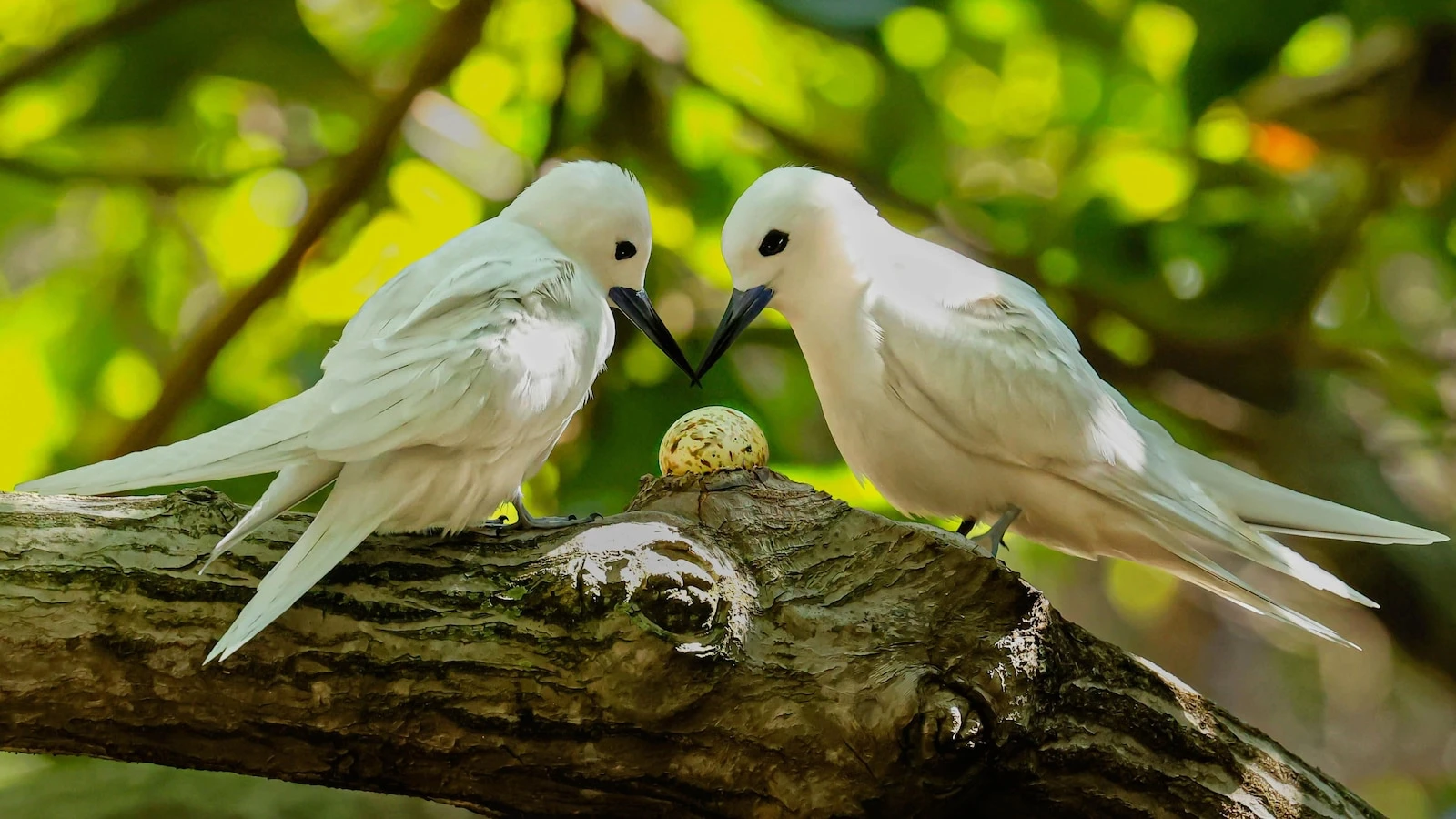 How a seabird native to Hawaii has adapted to life in Honolulu's concrete jungle