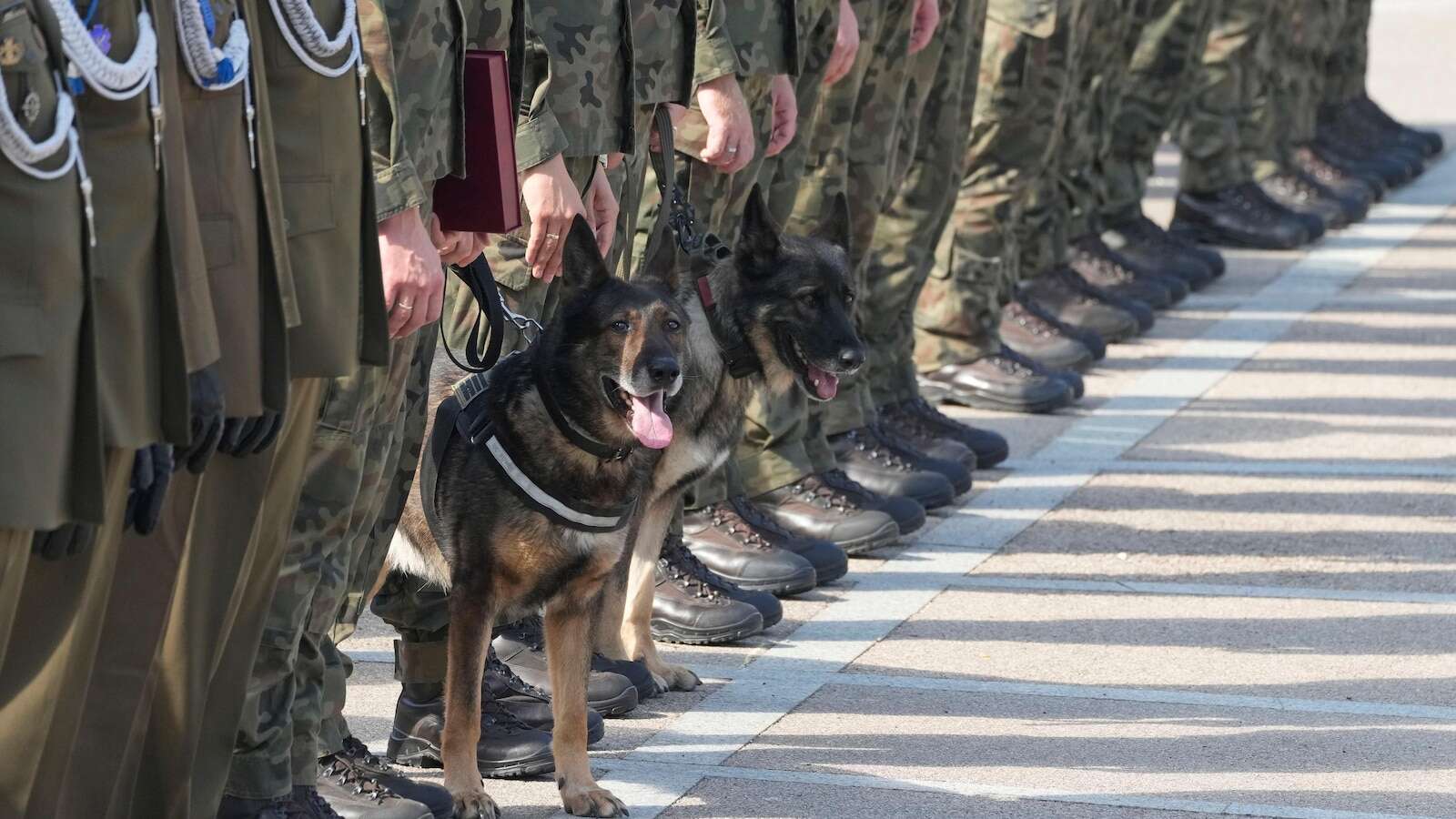 Military dogs receive army ranks as Poland recognizes their service in protecting human life