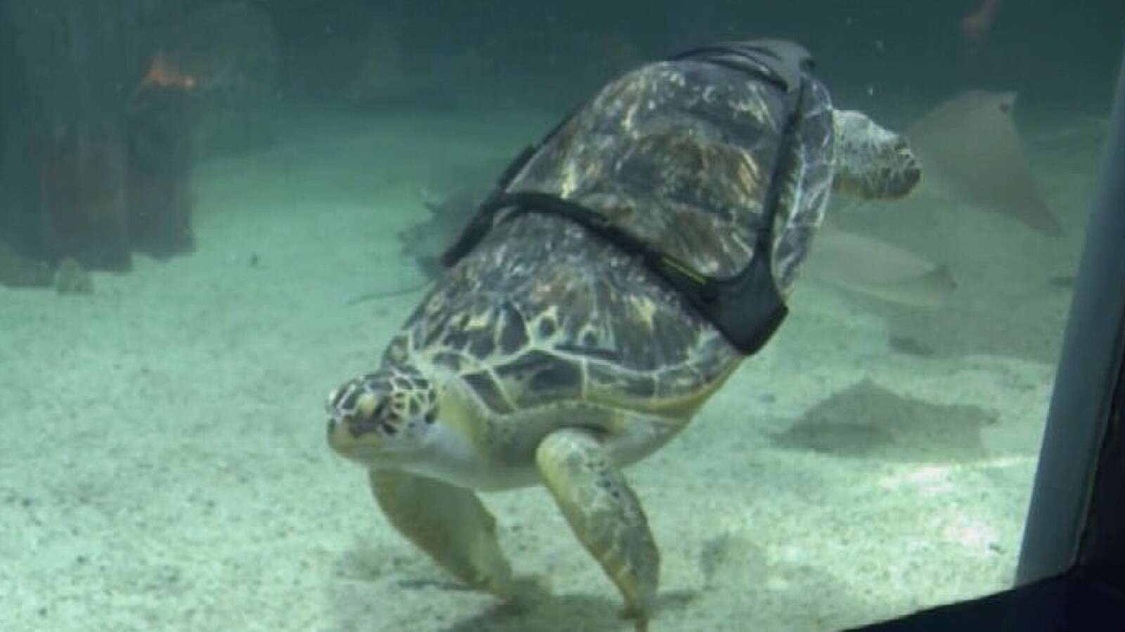 Sea turtle with 'bubble butt syndrome' gets 3D-printed harness to help with swimming