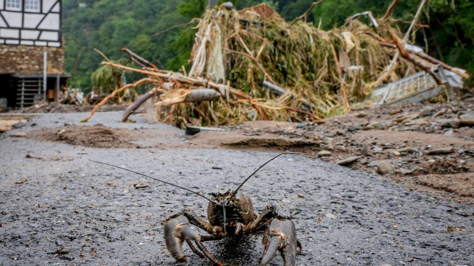 New research shows a quarter of freshwater animals are threatened with extinction