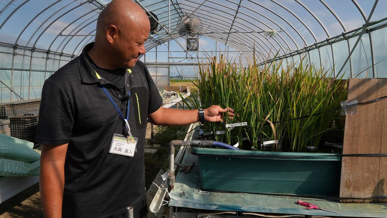 Aging farmers face extreme temperatures as they struggle to maintain Japan's rice crop