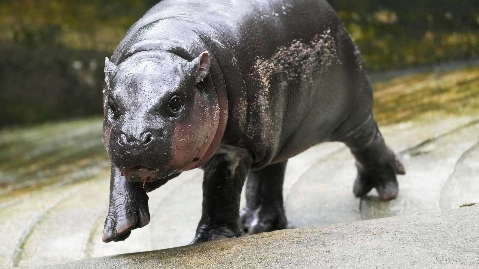 The Thai zoo home to baby hippo and internet sensation Moo Deng is patenting the pygmy