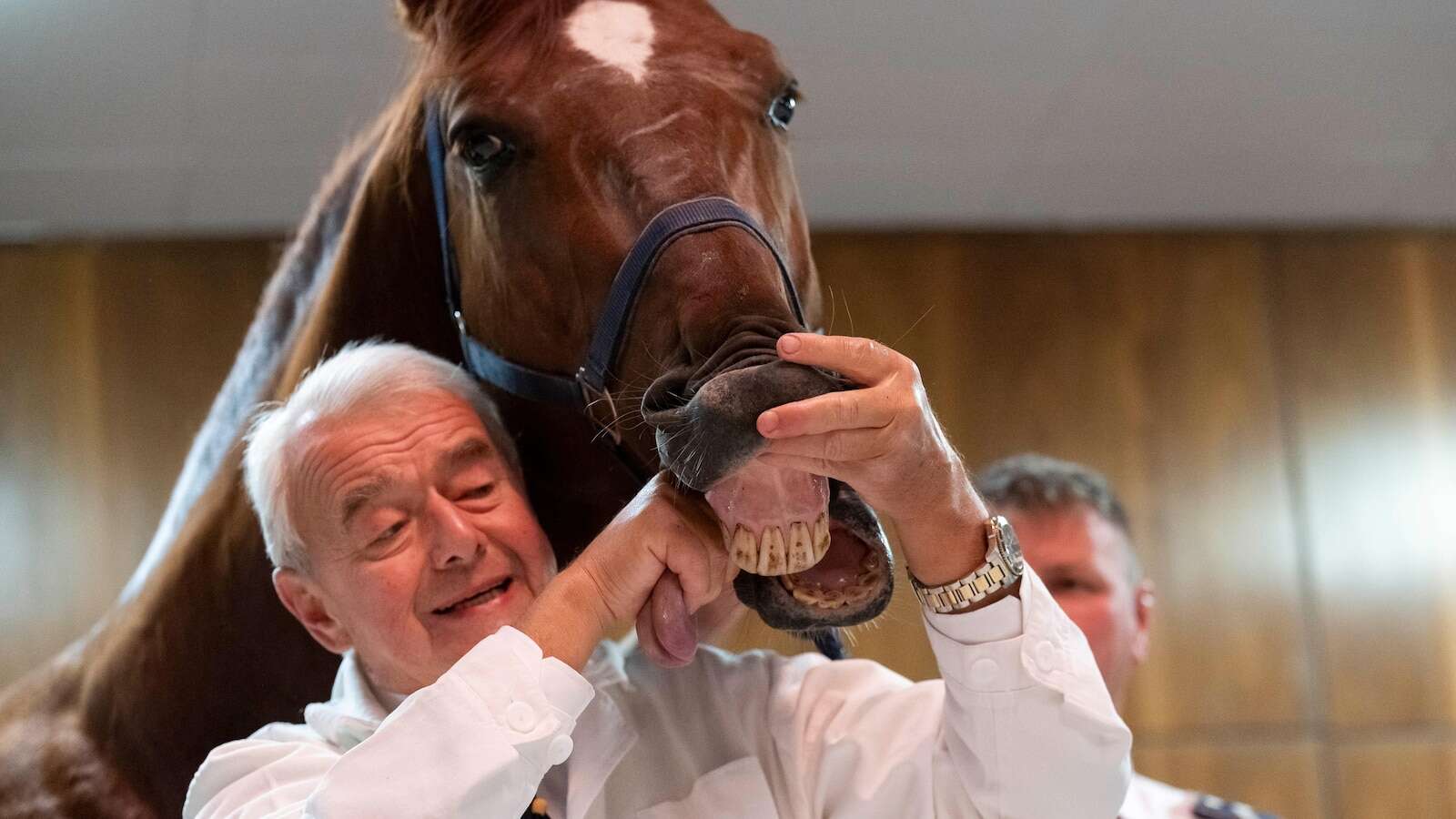 No neigh-sayers: Live horses join first-day veterinary students for anatomy lecture in Hungary