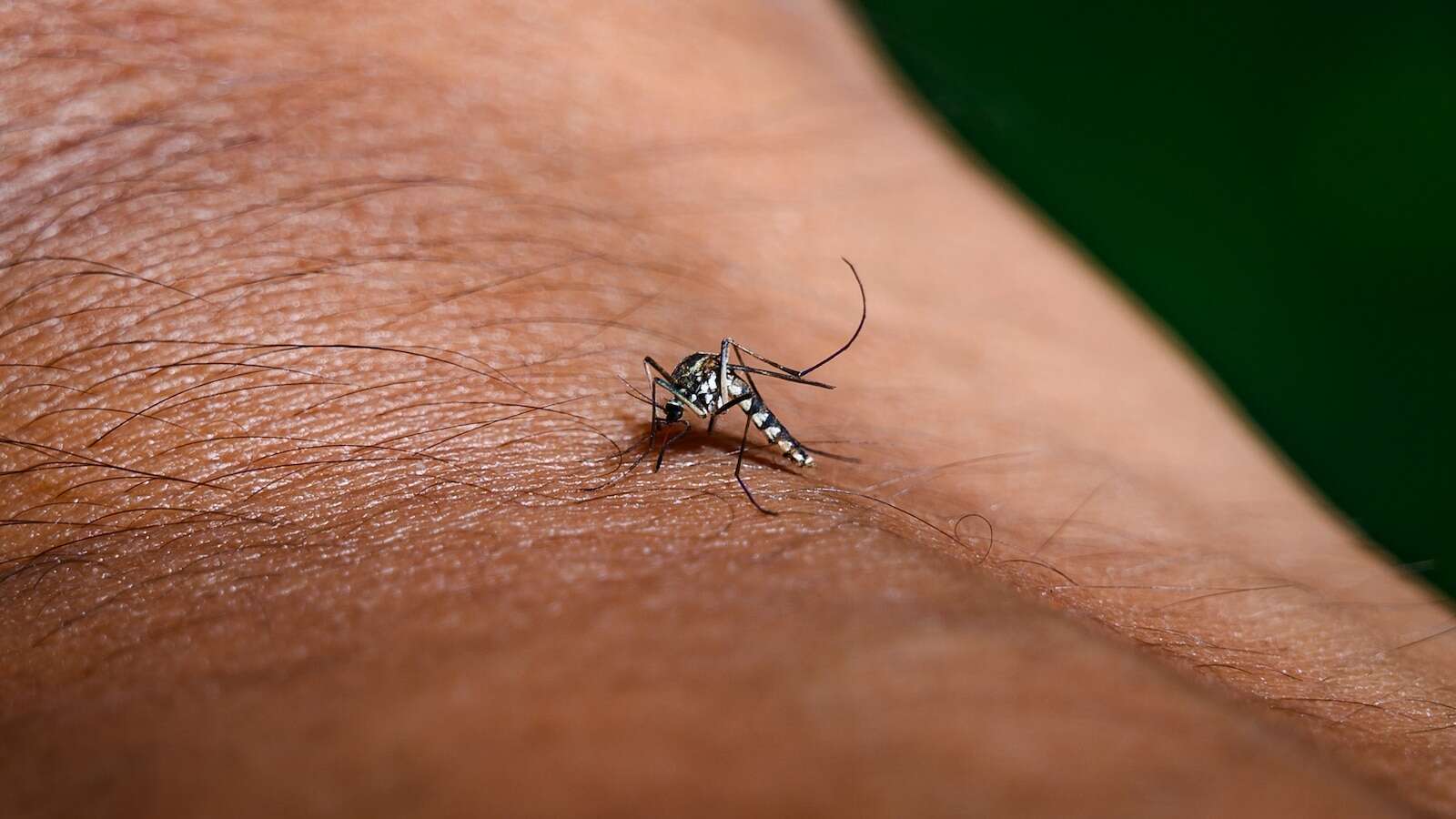 How to tell West Nile, dengue and EEE apart