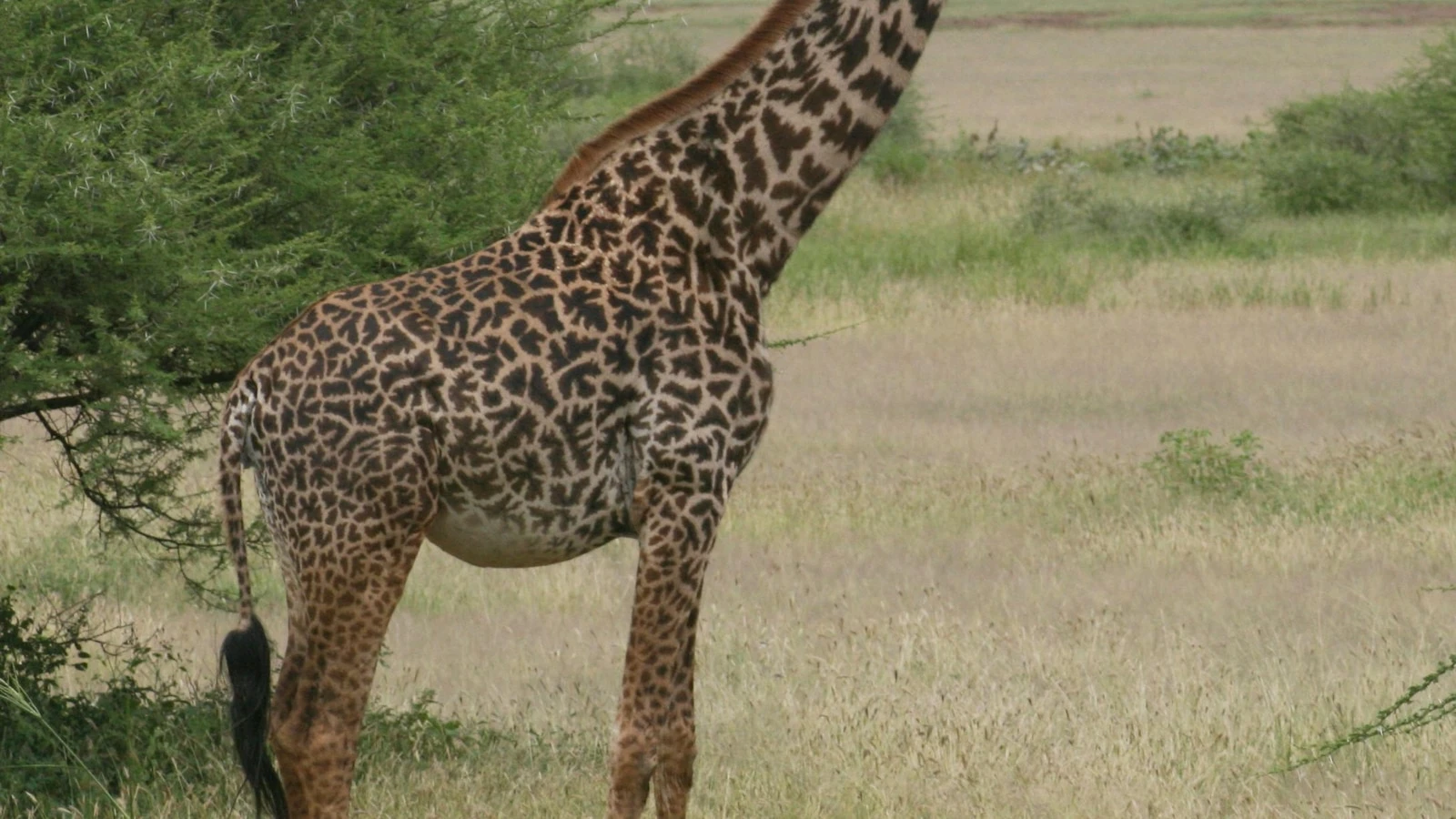 How many giraffe species are in Africa? New scientific analysis quadruples the count