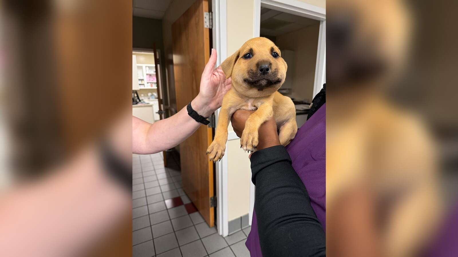 Foster puppy's face swells from a hornet sting