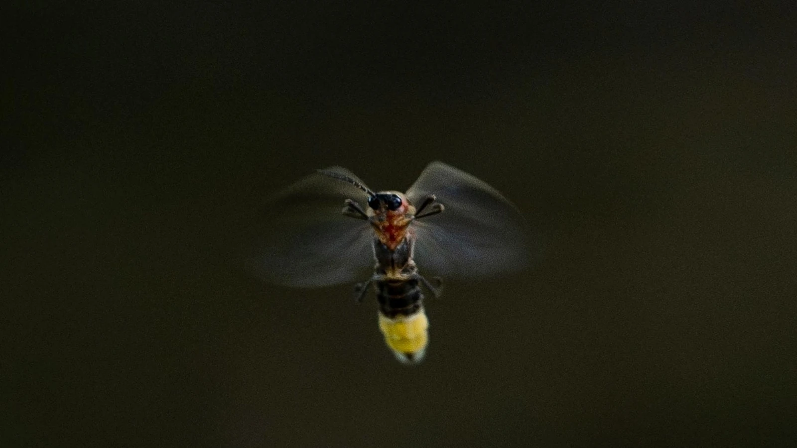 Fireflies are lighting up summer skies. But the glowing bugs are still on the decline