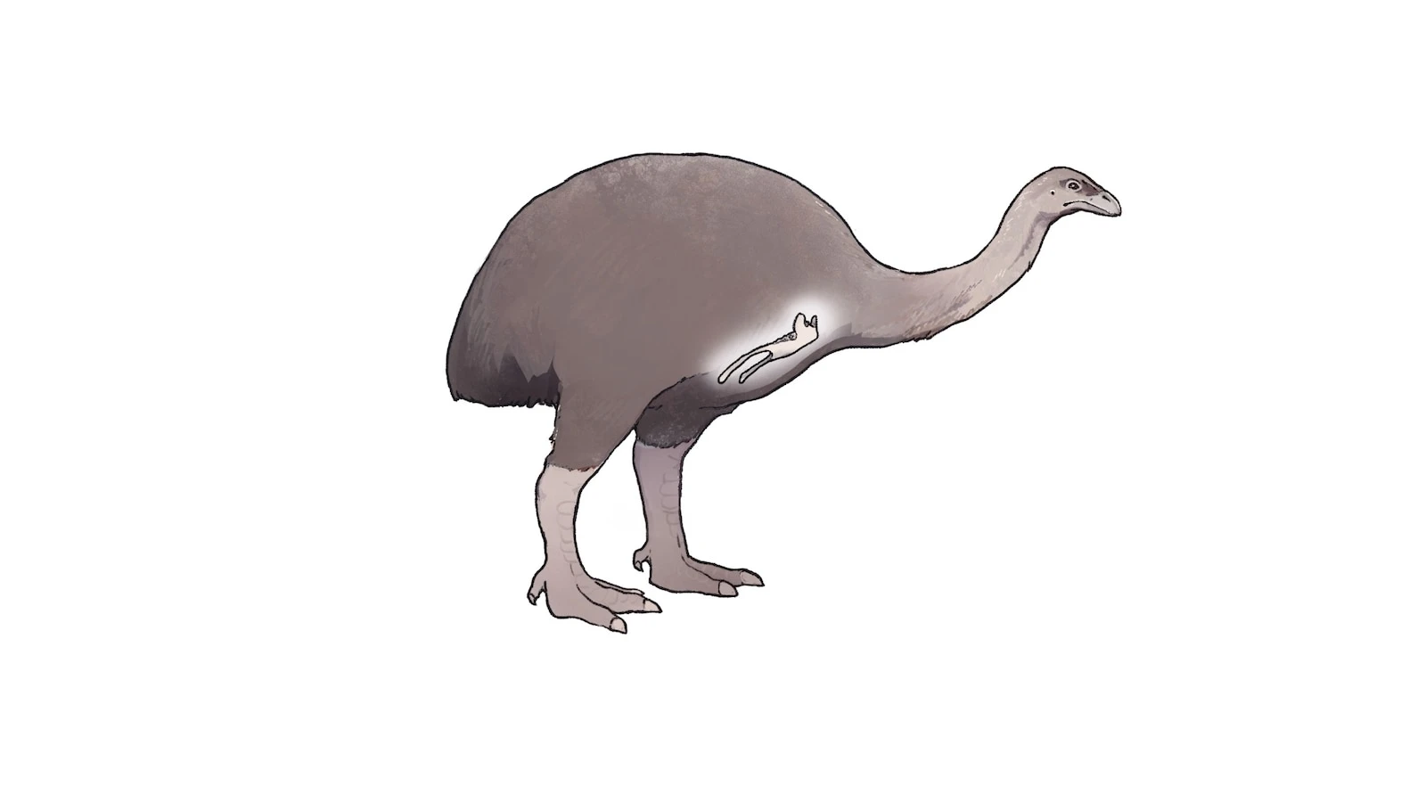 Ancient bird's DNA reconstruction could serve as basis for de-extinction: Scientists