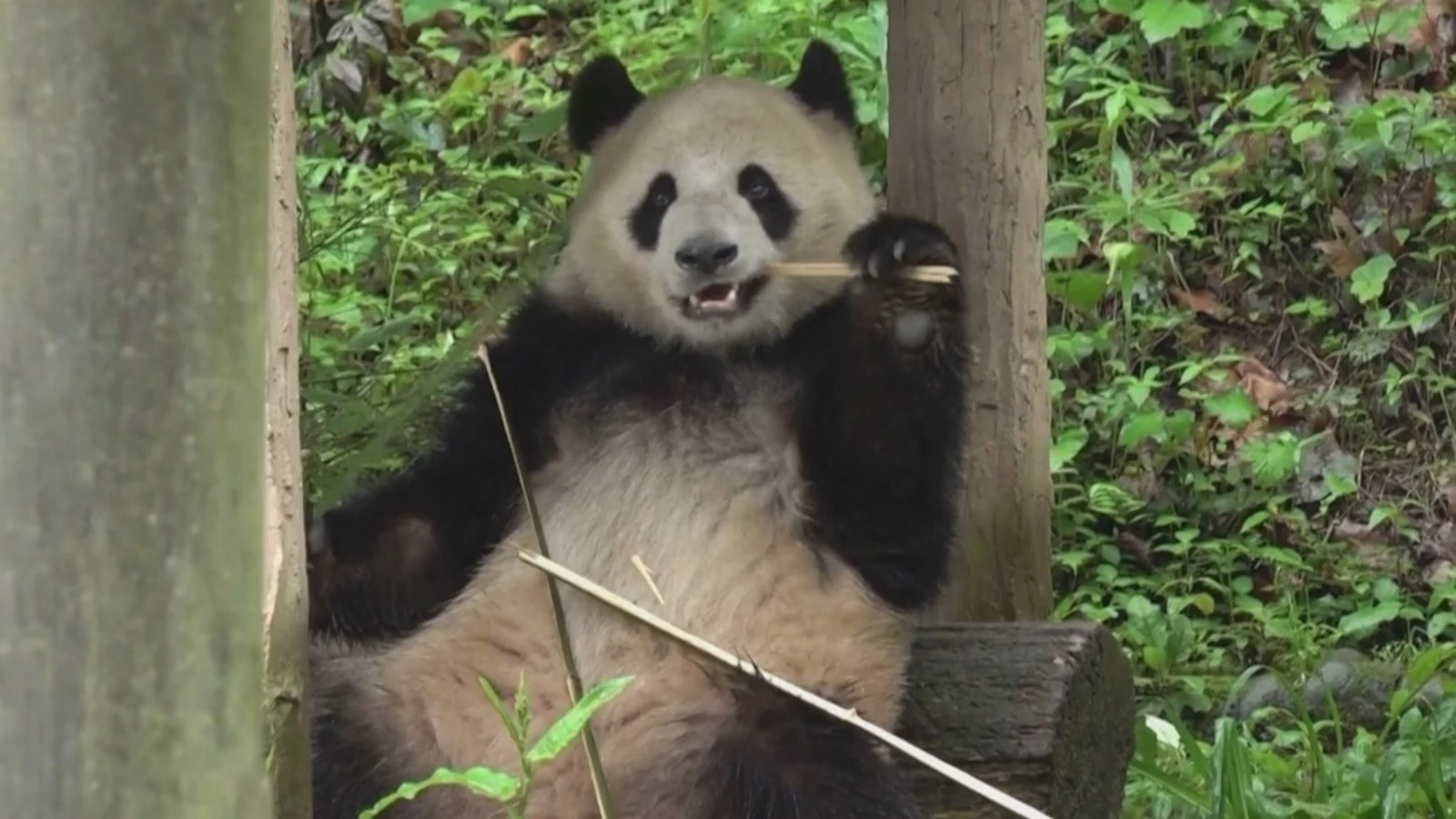 Adorable pair of pandas prepare for journey to US from ChinaPandas Yun Chuan and Xin Bao will reside at the San Diego Zoo.6/27/2024 11:10:16 EDT