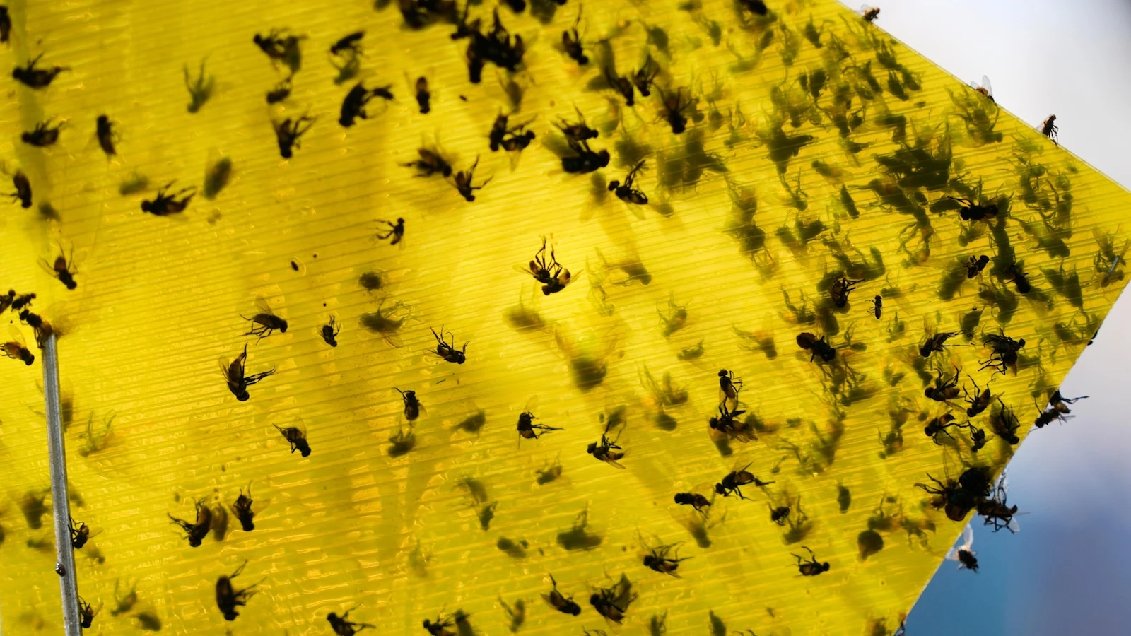 Mexican ranchers struggle to adapt as a tiny parasite ravages their cattle exports