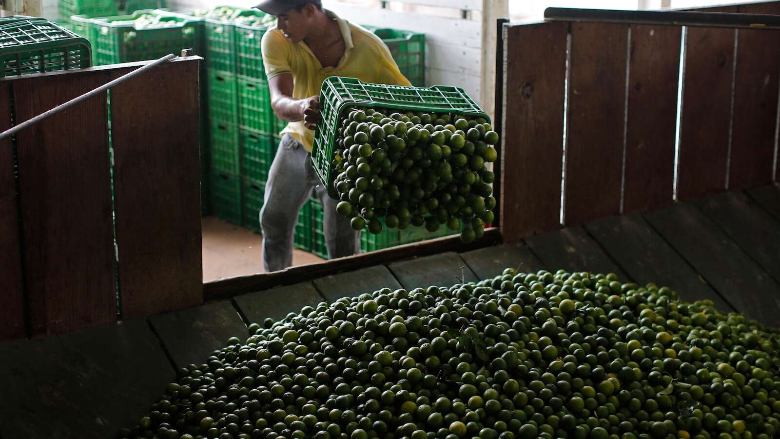 Mexico sends 660 soldiers, National Guard to protect lime growers suffering extortion by cartels