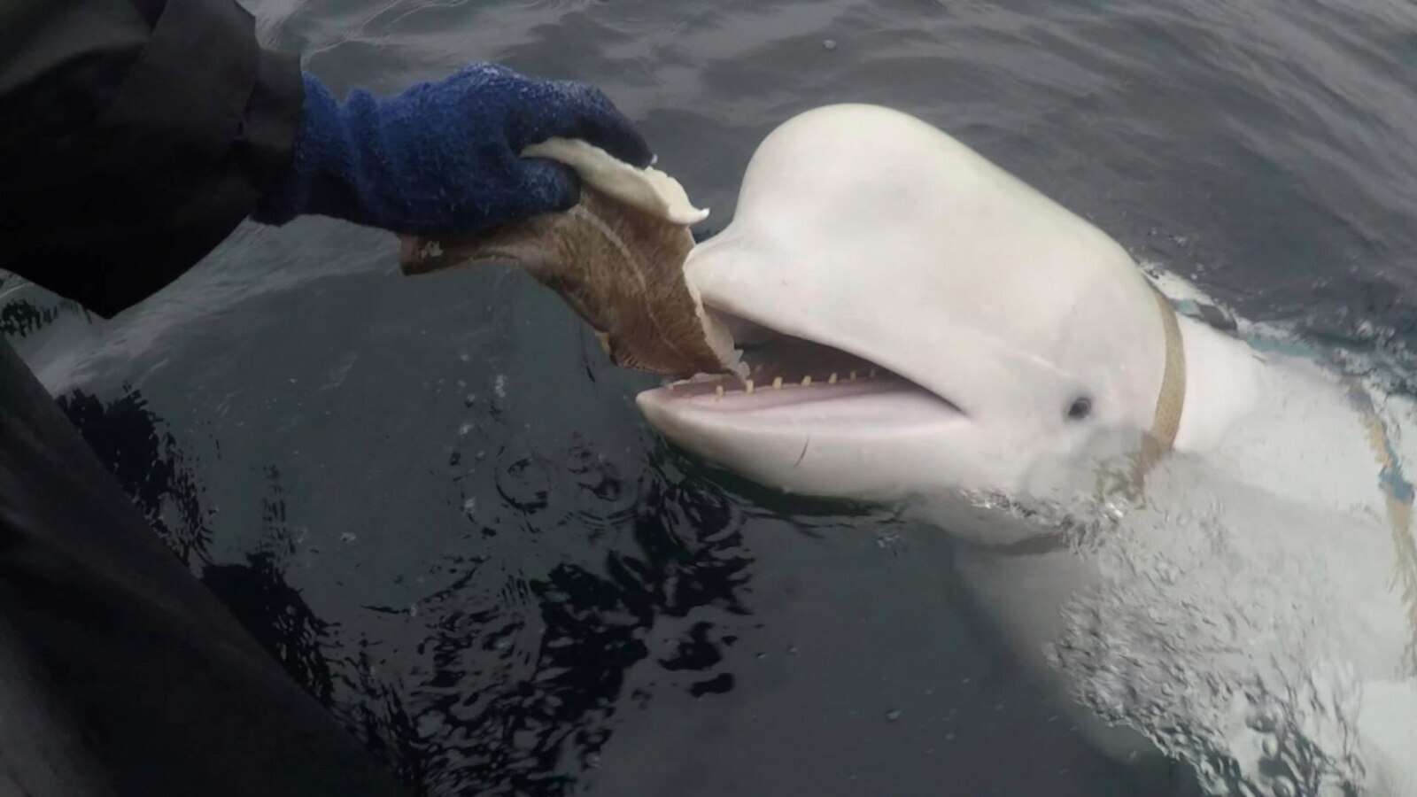 Russian ‘spy whale’ in Norway wasn’t shot dead, likely died of bacterial infection