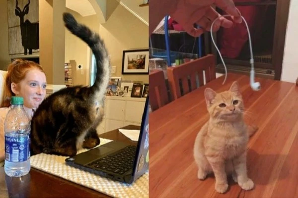 10 Foto Lucu Tingkah Usil Kucing, Bikin Emosi tapi Tetap Ngakak