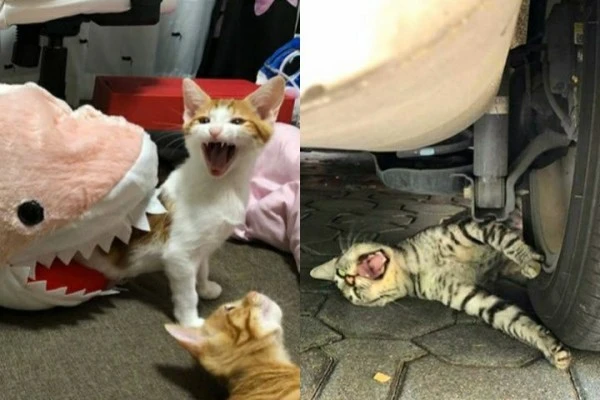 10 Potret Lucu Kucing Overdramatis, Jago Akting Banget!