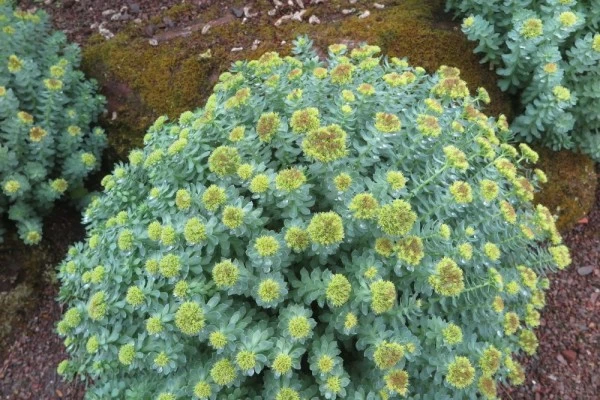 Bisa Perbaiki Mood, Ini 5 Khasiat Rhodiola Rosea