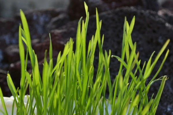 Kaya akan Nutrisi, 5 Manfaat Rumput Gandum untuk Mengelola Diabetes