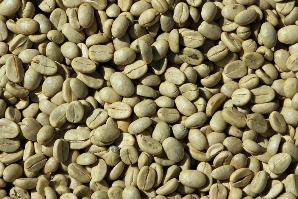 Meski Kurang Populer, Kopi Hijau Punya 5 Manfaat Kesehatan Ini