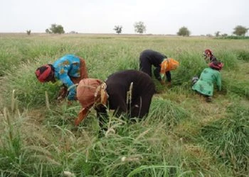 Insecurity may push Nigeria back to food importation, farmers warn