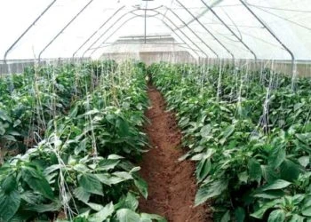 GNDA boss wants all Nigerians to embrace farming