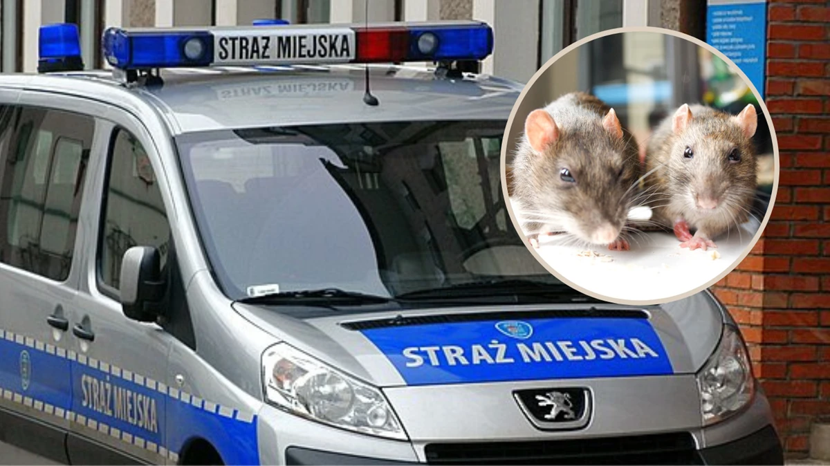 Śmierdzący problem w bloku. Hodowla wymknęła się spod kontroli
