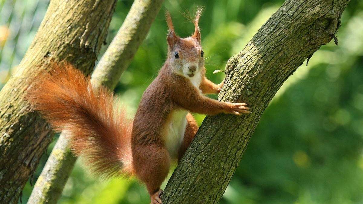 Pociąg nie dotarł do celu. Wszystko przez pasażerów na gapę