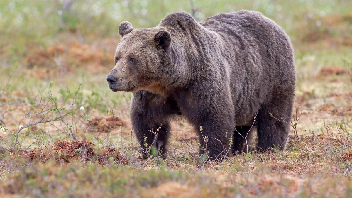 Urząd Ochrony Środowiska podejmuje kontrowersyjną decyzję. W sieci wrze: 