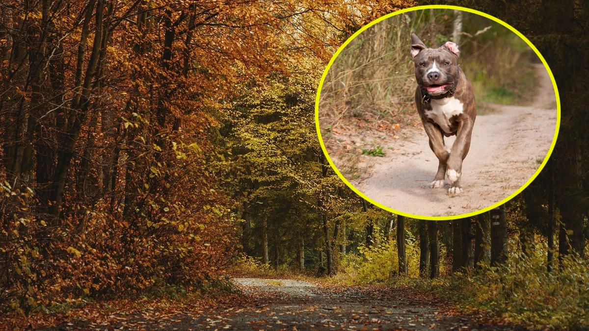 Spacer z psem zakończył się tragedią. Amstaff zaatakował z zaskoczenia