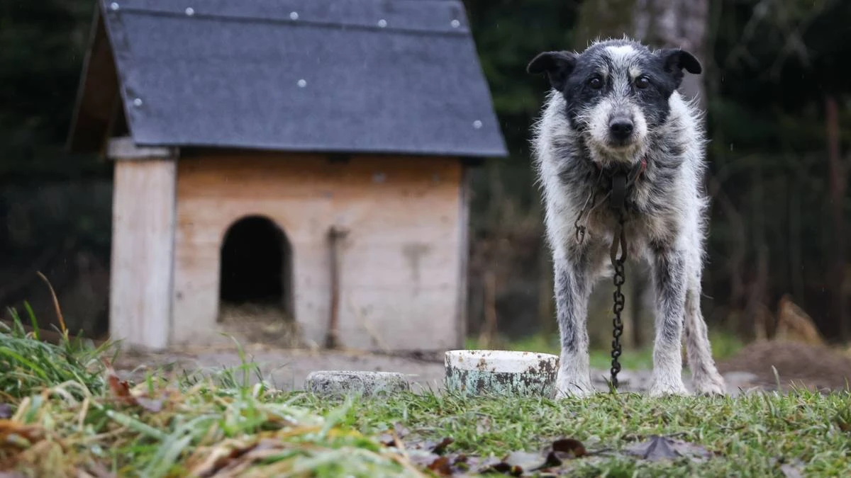 Sejm zajmie się losem psów. Jest projekt ustawy